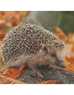 Servietter med pindsvin